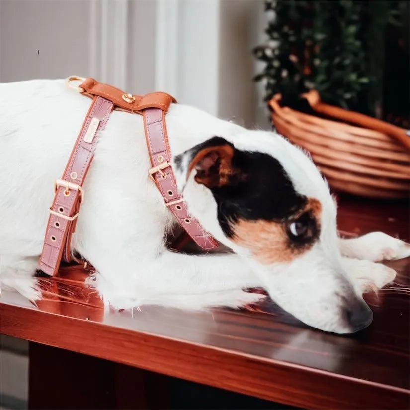 Hundegeschirr-Set Aus Leder – Halsband, Geschirr & Leine, Mit Nieten
