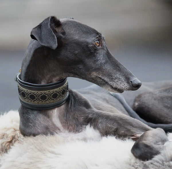 Premium Hundehalsband für Windhunde - MEDIEVAL