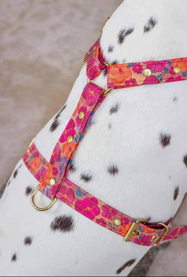 Bellagio Hundegeschirr – Verstellbares, handgefertigtes Hundegeschirr mit floralem Design & langlebigen Messingbeschlägen (XS & S) - Die StupsnaseBellagio Hundegeschirr – Verstellbares, handgefertigtes Hundegeschirr mit floralem Design & langlebigen Messingbeschlägen (XS & S)HundegeschirrDie StupsnaseHundegeschirr