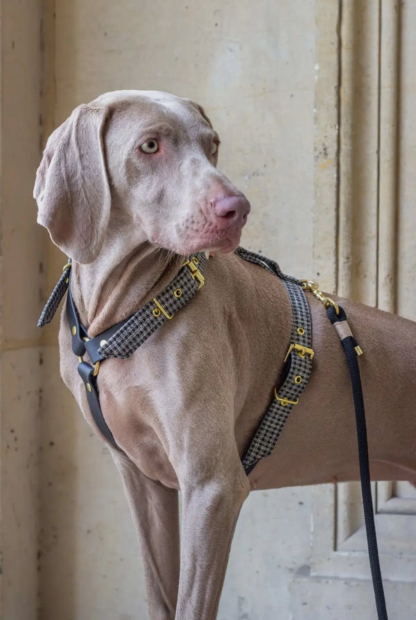 Cambon Harness – Handgemachtes, verstellbares Hundegeschirr für kleine Hunde (XS & S) mit edlen Messingbeschlägen und robustem Design - Die StupsnaseCambon Harness – Handgemachtes, verstellbares Hundegeschirr für kleine Hunde (XS & S) mit edlen Messingbeschlägen und robustem DesignHundegeschirrDie StupsnaseHundegeschirr