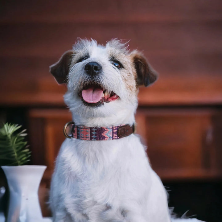 Einzigartiges handgefertigtes Hundehalsband mit spanischem Design - Die StupsnaseEinzigartiges handgefertigtes Hundehalsband mit spanischem DesignHundehalsbandDie StupsnaseHundehalsband
