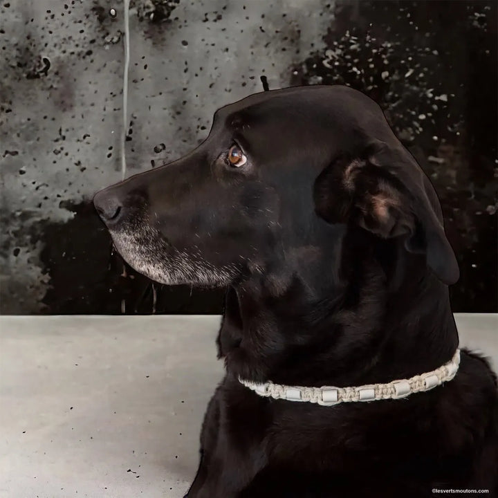 EM - Keramik Hundekette *Sandlot* aus umweltfreundlichen Materialien - Die StupsnaseEM - Keramik Hundekette *Sandlot* aus umweltfreundlichen MaterialienEM KeramikhalsbandDie StupsnaseEM Keramikhalsband