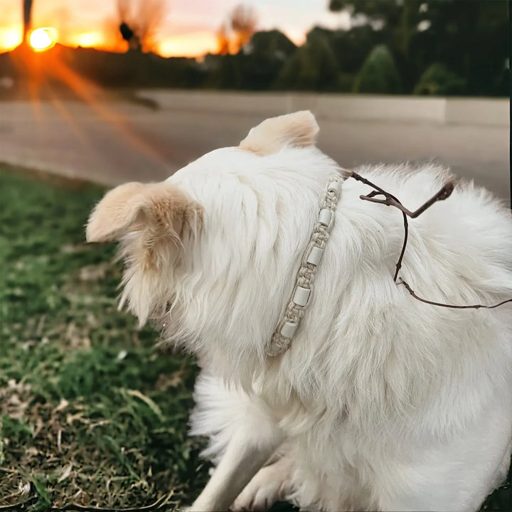 EM - Keramik Hundekette *Sandlot* aus umweltfreundlichen Materialien - Die StupsnaseEM - Keramik Hundekette *Sandlot* aus umweltfreundlichen MaterialienEM KeramikhalsbandDie StupsnaseEM Keramikhalsband