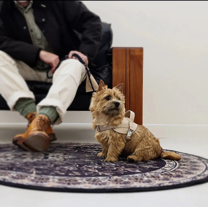 Ergonomisches Hundegeschirr aus veganem Leder – Beige | Komfortables & sicheres Sattelgeschirr für Hunde - Die StupsnaseErgonomisches Hundegeschirr aus veganem Leder – Beige | Komfortables & sicheres Sattelgeschirr für HundeHundegeschirrDie StupsnaseHundegeschirr