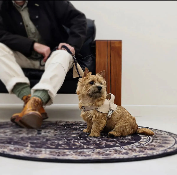 Ergonomisches Hundegeschirr aus veganem Leder – Beige | Komfortables & sicheres Sattelgeschirr für Hunde - Die StupsnaseErgonomisches Hundegeschirr aus veganem Leder – Beige | Komfortables & sicheres Sattelgeschirr für HundeHundegeschirrDie StupsnaseHundegeschirr