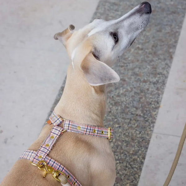 Exklusives Handgefertigtes Hundegeschirr - und Leinenset von Die Stupsnase in 2 Farben erhältlich - Die StupsnaseExklusives Handgefertigtes Hundegeschirr - und Leinenset von Die Stupsnase in 2 Farben erhältlichHundegeschirrDie StupsnaseHundegeschirr