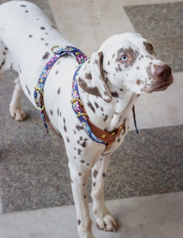 Florales Hundegeschirr mit Blumenmuster – Handgefertigt, Verstellbar & Robust für Kleine Hunde (XS & S) - Die StupsnaseFlorales Hundegeschirr mit Blumenmuster – Handgefertigt, Verstellbar & Robust für Kleine Hunde (XS & S)HundegeschirrDie StupsnaseHundegeschirr