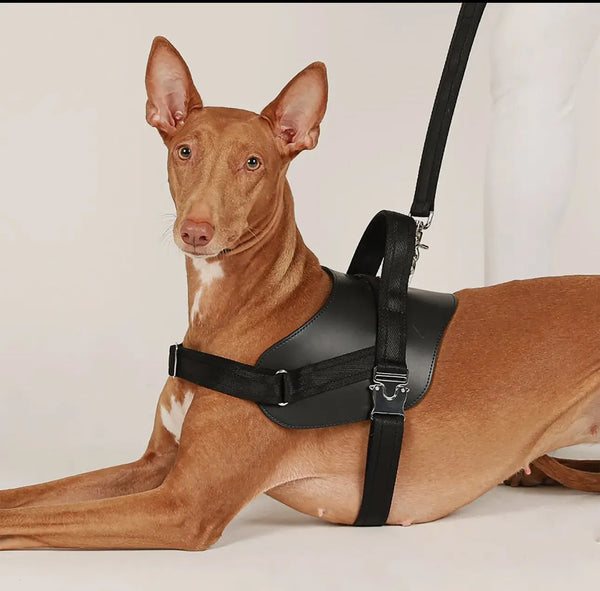 Handgefertigtes ergonomisches Hundegeschirr in Schwarz aus veganem Leder – Stil, Komfort & Sicherheit - Die StupsnaseHandgefertigtes ergonomisches Hundegeschirr in Schwarz aus veganem Leder – Stil, Komfort & SicherheitHundegeschirrDie StupsnaseHundegeschirr
