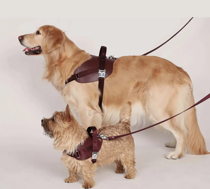 Handgefertigtes ergonomisches Sattelgeschirr für Hunde in Burgunderrot – Vegan, sicher & komfortabel - Die StupsnaseHandgefertigtes ergonomisches Sattelgeschirr für Hunde in Burgunderrot – Vegan, sicher & komfortabelHundegeschirrDie StupsnaseHundegeschirr