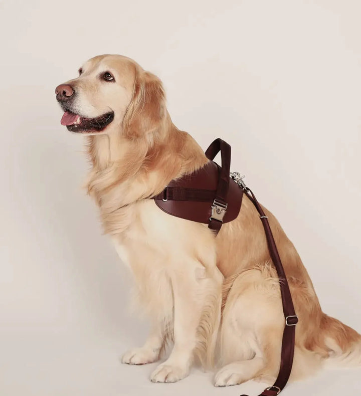 Handgefertigtes ergonomisches Sattelgeschirr für Hunde in Burgunderrot – Vegan, sicher & komfortabel - Die StupsnaseHandgefertigtes ergonomisches Sattelgeschirr für Hunde in Burgunderrot – Vegan, sicher & komfortabelHundegeschirrDie StupsnaseHundegeschirr