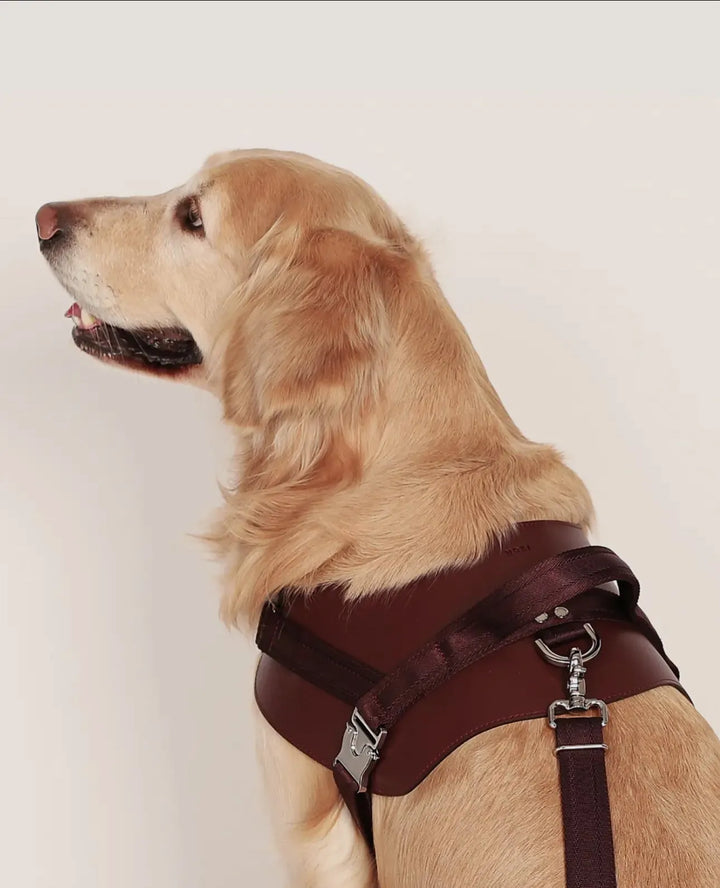Handgefertigtes ergonomisches Sattelgeschirr für Hunde in Burgunderrot – Vegan, sicher & komfortabel - Die StupsnaseHandgefertigtes ergonomisches Sattelgeschirr für Hunde in Burgunderrot – Vegan, sicher & komfortabelHundegeschirrDie StupsnaseHundegeschirr
