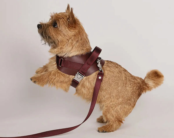 Handgefertigtes ergonomisches Sattelgeschirr für Hunde in Burgunderrot – Vegan, sicher & komfortabel - Die StupsnaseHandgefertigtes ergonomisches Sattelgeschirr für Hunde in Burgunderrot – Vegan, sicher & komfortabelHundegeschirrDie StupsnaseHundegeschirr