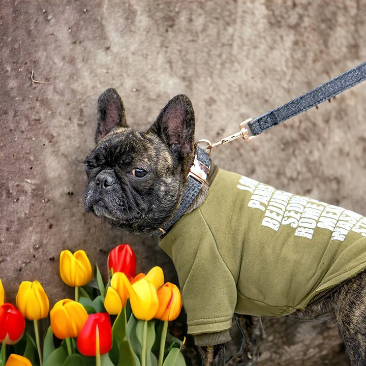 Hundehalsband Strapazierfähiges Nylonmaterial für Langlebigkeit Set möglich - Die StupsnaseHundehalsband Strapazierfähiges Nylonmaterial für Langlebigkeit Set möglichHundehalsbandDie StupsnaseHundehalsband