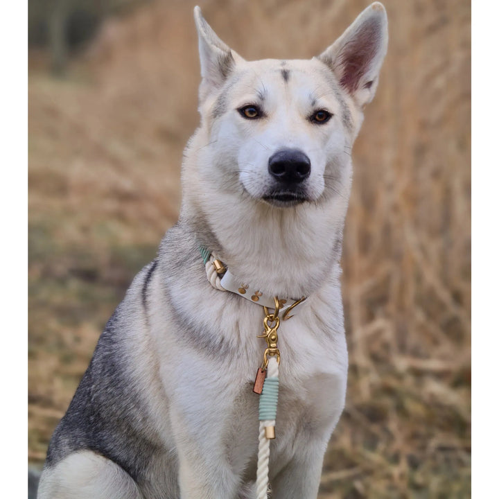 Hundehalsband Tau Rosa - Die StupsnaseHundehalsband Tau RosaHundehalsbandDie StupsnaseHundehalsband