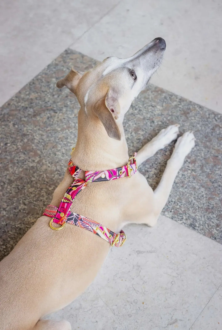 Java Hundegeschirr – Verstellbares, handgefertigtes Geschirr für kleine Hunde (XS & S) mit hochwertigem Design & langlebigen Materialien - Die StupsnaseJava Hundegeschirr – Verstellbares, handgefertigtes Geschirr für kleine Hunde (XS & S) mit hochwertigem Design & langlebigen MaterialienHundegeschirrDie StupsnaseHundegeschirr