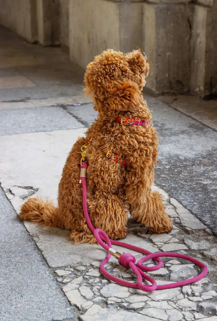 Java Hundegeschirr – Verstellbares, handgefertigtes Geschirr für kleine Hunde (XS & S) mit hochwertigem Design & langlebigen Materialien - Die StupsnaseJava Hundegeschirr – Verstellbares, handgefertigtes Geschirr für kleine Hunde (XS & S) mit hochwertigem Design & langlebigen MaterialienHundegeschirrDie StupsnaseHundegeschirr
