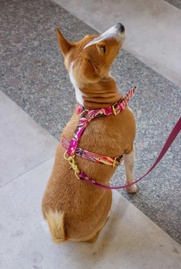 Java Hundegeschirr – Verstellbares, handgefertigtes Geschirr für kleine Hunde (XS & S) mit hochwertigem Design & langlebigen Materialien - Die StupsnaseJava Hundegeschirr – Verstellbares, handgefertigtes Geschirr für kleine Hunde (XS & S) mit hochwertigem Design & langlebigen MaterialienHundegeschirrDie StupsnaseHundegeschirr