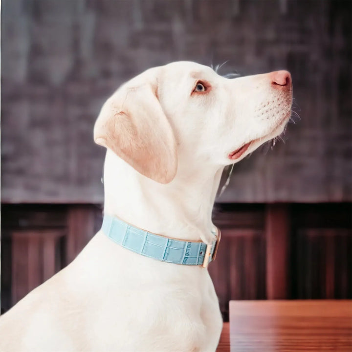 Lia blaues Hundehalsband aus Leder - Die StupsnaseLia blaues Hundehalsband aus LederHundehalsbandDie StupsnaseHundehalsband
