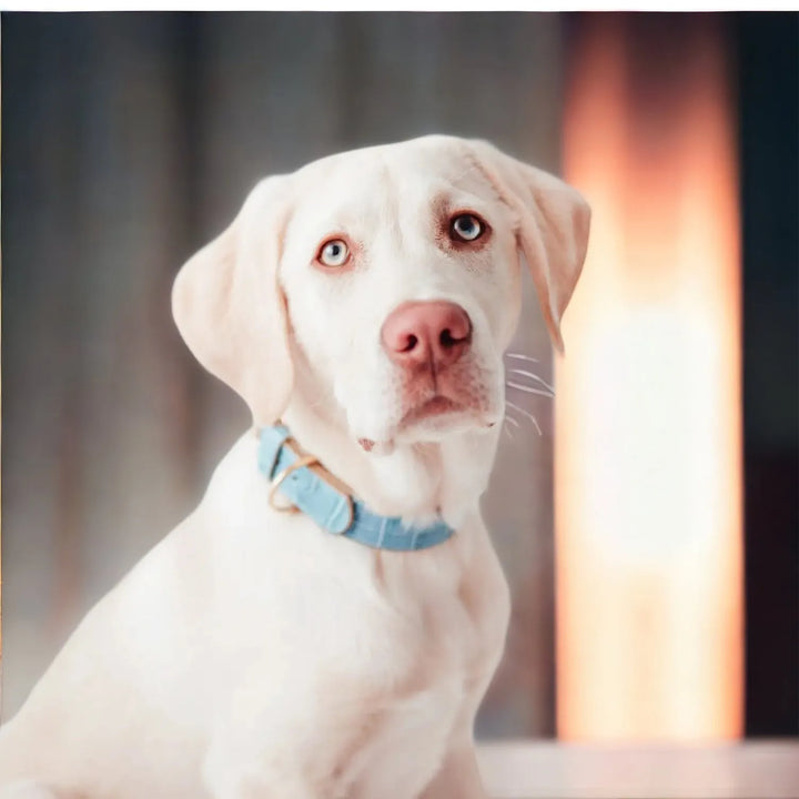 Lia blaues Hundehalsband aus Leder - Die StupsnaseLia blaues Hundehalsband aus LederHundehalsbandDie StupsnaseHundehalsband