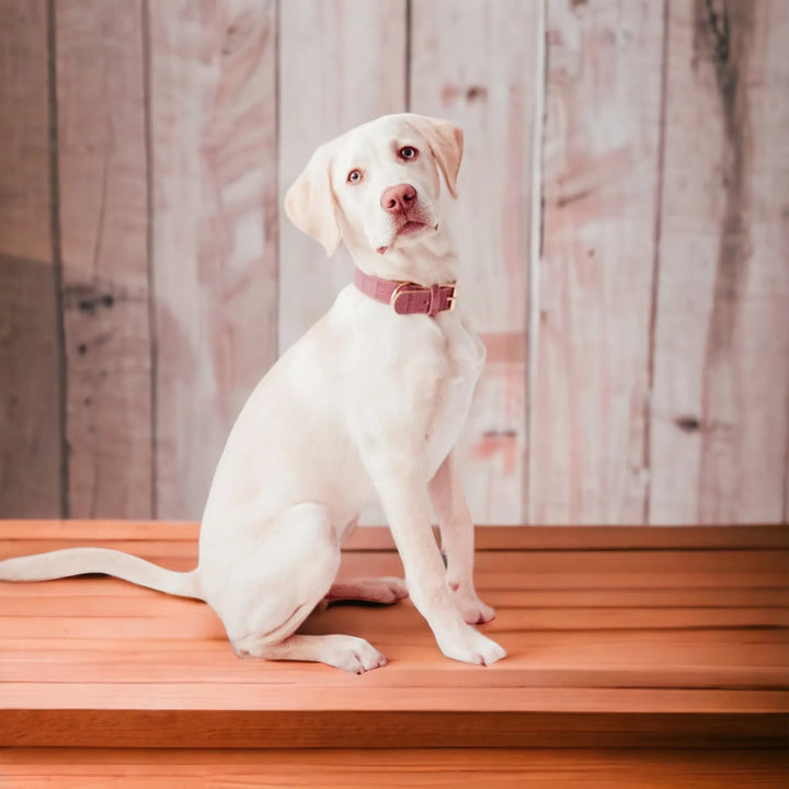 Lia Rosa Hundehalsband aus Leder - Die StupsnaseLia Rosa Hundehalsband aus LederHundehalsbandDie StupsnaseHundehalsband