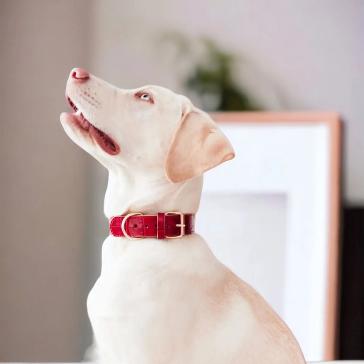 Lia rotes Hundehalsband aus Leder - Die StupsnaseLia rotes Hundehalsband aus LederHundehalsbandDie StupsnaseHundehalsband