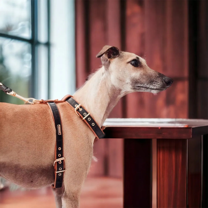 Lia schwarzes Hundegeschirr aus Leder - Die StupsnaseLia schwarzes Hundegeschirr aus LederHundehalsbandDie StupsnaseHundehalsband