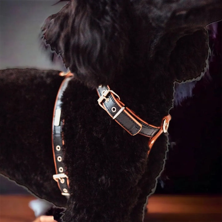 Lia schwarzes Hundegeschirr aus Leder - Die StupsnaseLia schwarzes Hundegeschirr aus LederHundehalsbandDie StupsnaseHundehalsband