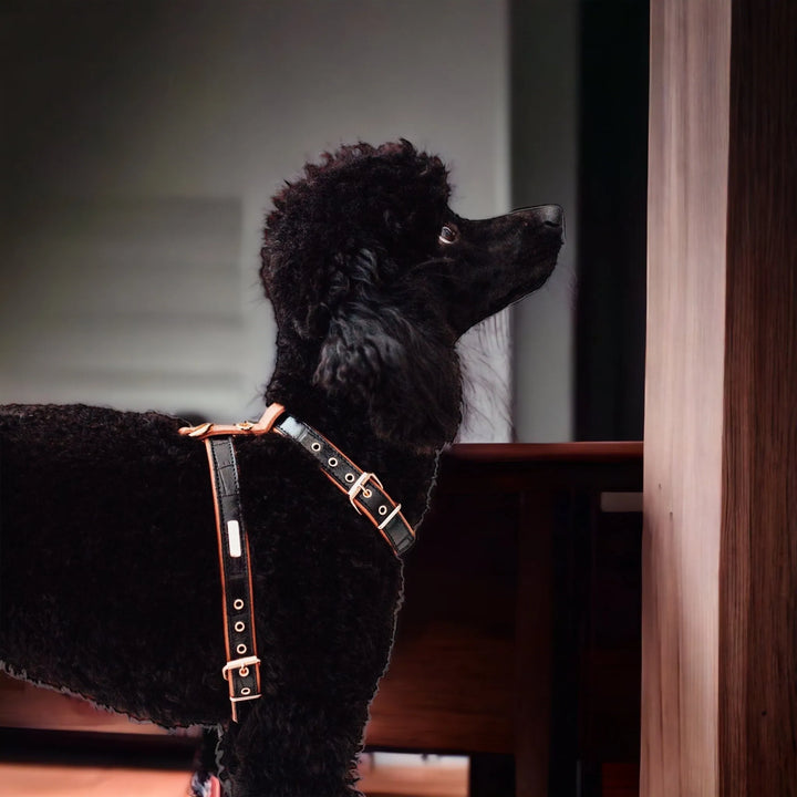 Lia schwarzes Hundegeschirr aus Leder - Die StupsnaseLia schwarzes Hundegeschirr aus LederHundehalsbandDie StupsnaseHundehalsband