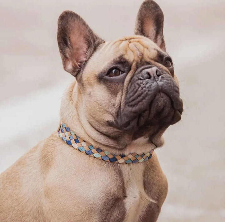 Luxuriöses geflochtenes und Handgemachtes Hundehalsband aus Echtleder – Stilvoll & Robust - Die StupsnaseLuxuriöses geflochtenes und Handgemachtes Hundehalsband aus Echtleder – Stilvoll & RobustHundehalsbandDie StupsnaseHundehalsband