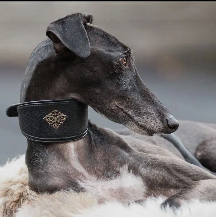 Premium Halsband für Windhund „Black High“ - Die StupsnasePremium Halsband für Windhund „Black High“Windhund HalsbandDie StupsnaseWindhund Halsband