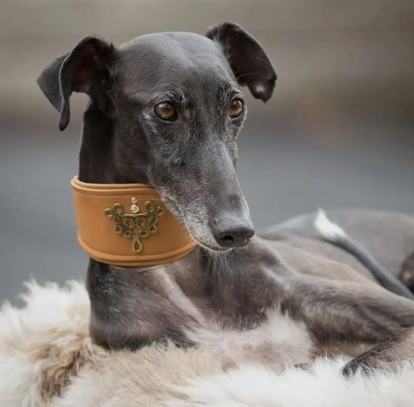 Premium Halsband für Windhunde - FOX - Die StupsnasePremium Halsband für Windhunde - FOXWindhund HalsbandDie StupsnaseWindhund Halsband