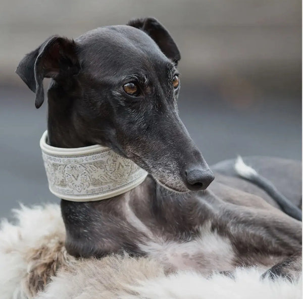 Premium Halsband für Windhunde „SNOW“ - Die StupsnasePremium Halsband für Windhunde „SNOW“WindhundhalsbandDie StupsnaseWindhundhalsband