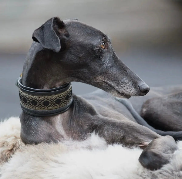 Premium Hundehalsband für Windhunde - MEDIEVAL - Die StupsnasePremium Hundehalsband für Windhunde - MEDIEVALWindhund HalsbandDie StupsnaseWindhund Halsband