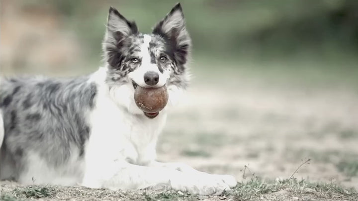 Rub Strong Ball Hundespielzeug, L - aus 100% natürliches Bio-Harz