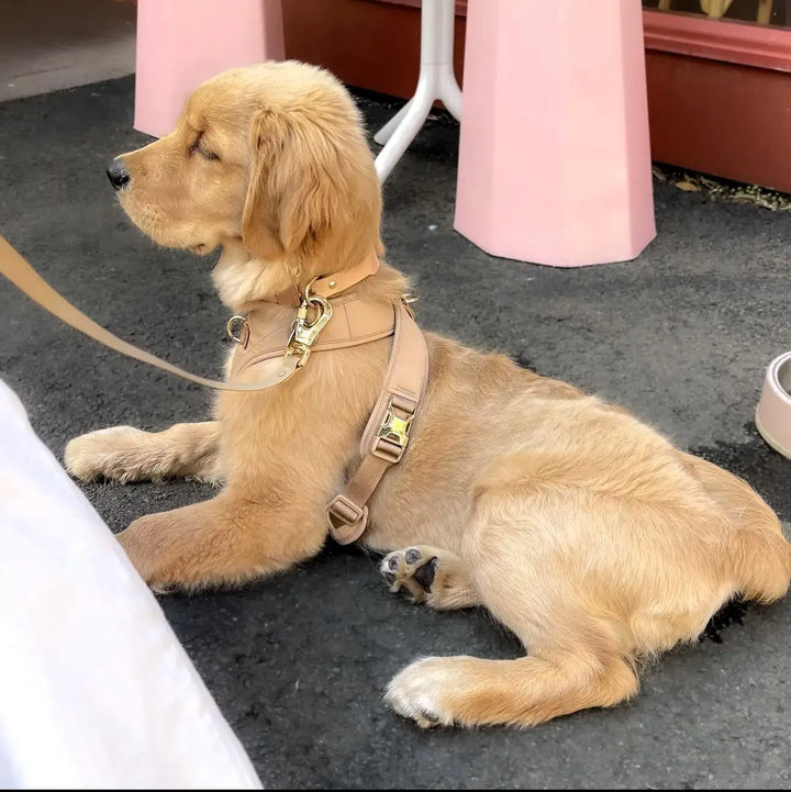 Roam Hundegeschirr (Beige) und Leine Set – Komfort, Stil und Sicherheit für dein Hund - Die StupsnaseRoam Hundegeschirr (Beige) und Leine Set – Komfort, Stil und Sicherheit für dein HundHundegeschirrDie StupsnaseHundegeschirr