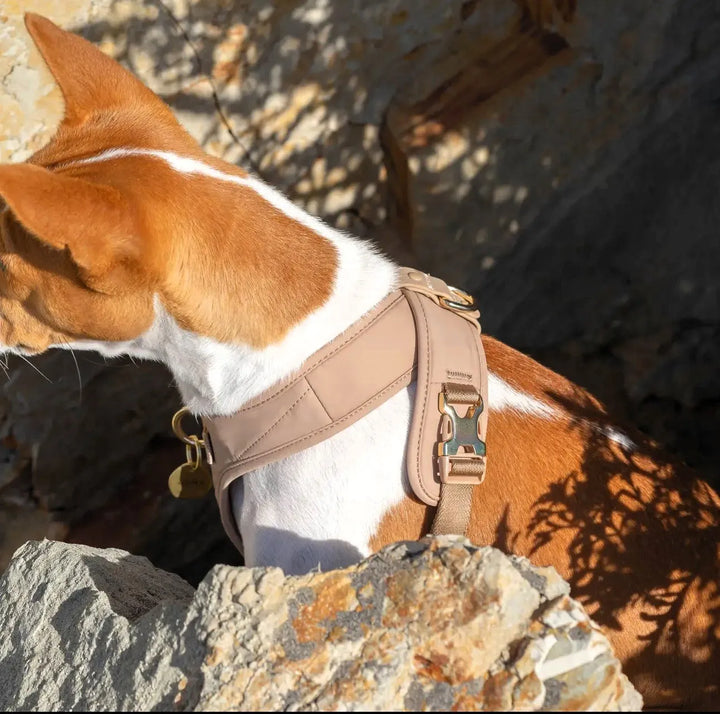 Roam Hundegeschirr (Beige) und Leine Set – Komfort, Stil und Sicherheit für dein Hund - Die StupsnaseRoam Hundegeschirr (Beige) und Leine Set – Komfort, Stil und Sicherheit für dein HundHundegeschirrDie StupsnaseHundegeschirr