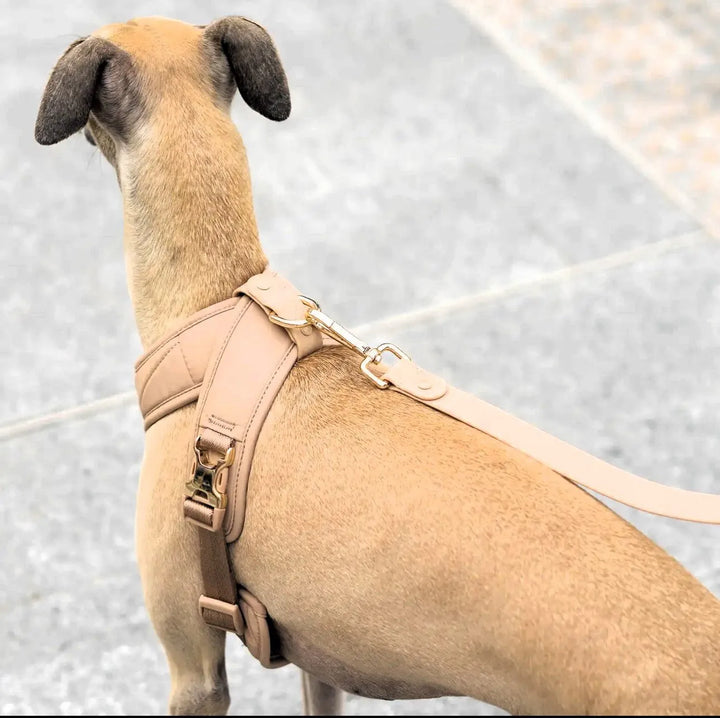 Roam Hundegeschirr (Beige) und Leine Set – Komfort, Stil und Sicherheit für dein Hund - Die StupsnaseRoam Hundegeschirr (Beige) und Leine Set – Komfort, Stil und Sicherheit für dein HundHundegeschirrDie StupsnaseHundegeschirr