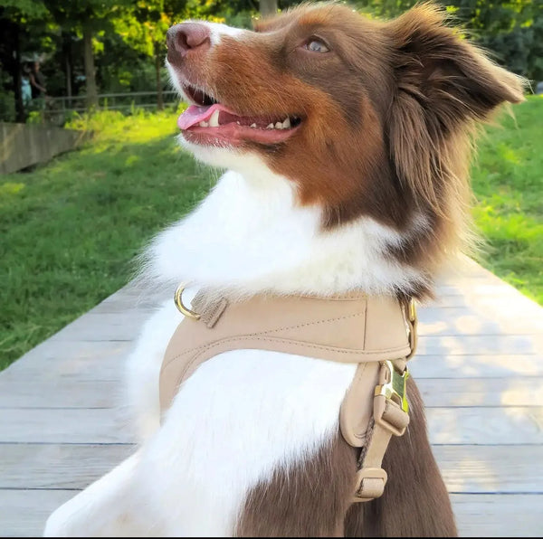 Roam Hundegeschirr (Beige) und Leine Set – Komfort, Stil und Sicherheit für dein Hund - Die StupsnaseRoam Hundegeschirr (Beige) und Leine Set – Komfort, Stil und Sicherheit für dein HundHundegeschirrDie StupsnaseHundegeschirr