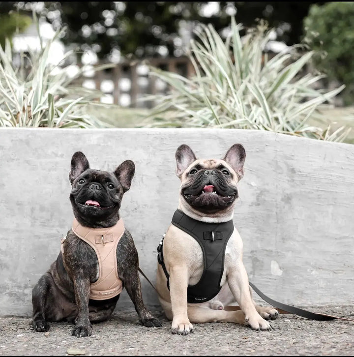 Roam Hundegeschirr (Beige) und Leine Set – Komfort, Stil und Sicherheit für dein Hund - Die StupsnaseRoam Hundegeschirr (Beige) und Leine Set – Komfort, Stil und Sicherheit für dein HundHundegeschirrDie StupsnaseHundegeschirr