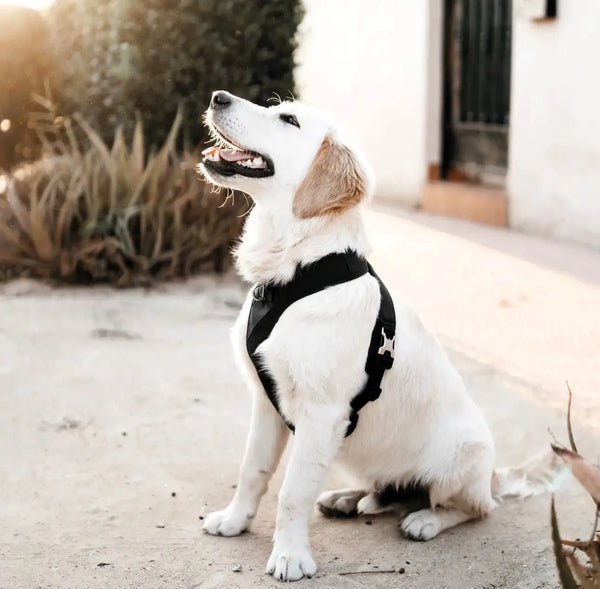Roam Hundegeschirr und Leine Set (Schwarz) – Komfort, Stil und Sicherheit für dein Hund - Die StupsnaseRoam Hundegeschirr und Leine Set (Schwarz) – Komfort, Stil und Sicherheit für dein HundHundegeschirrDie StupsnaseHundegeschirr