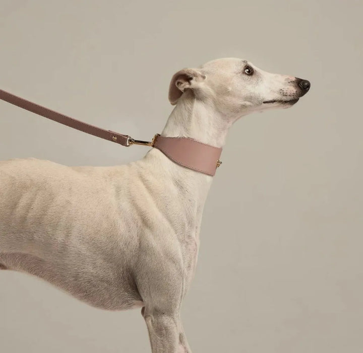 Rosa Windhundhalsband aus Leder - Die StupsnaseRosa Windhundhalsband aus LederWindhund halsbandDie StupsnaseWindhund halsband