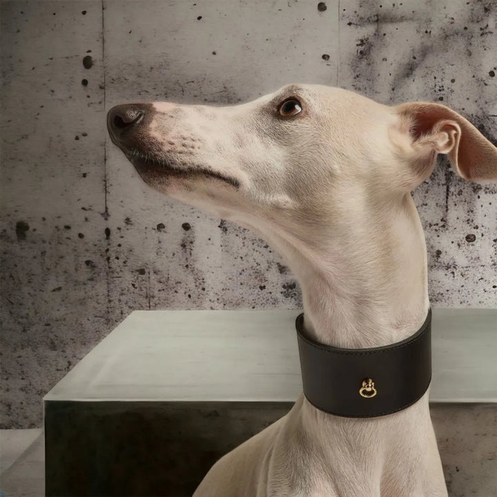 Schwarzes Windhundhalsband aus Leder - Die StupsnaseSchwarzes Windhundhalsband aus LederWindhund halsbandDie StupsnaseWindhund halsband