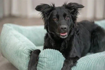 Trixie Vital Hundekorb Jonna Salbeigrün – Orthopädisches Hundebett mit Memory - Foam und Rutschfester Unterseite in Grün - Die StupsnaseTrixie Vital Hundekorb Jonna Salbeigrün – Orthopädisches Hundebett mit Memory - Foam und Rutschfester Unterseite in GrünBETTEN/KÖRBE/KISSENDie StupsnaseBETTEN/KÖRBE/KISSEN